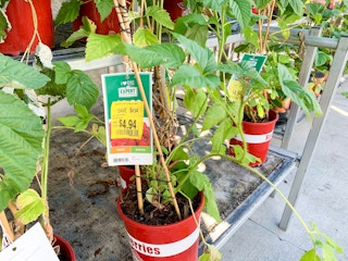 walmart plant clearance b 2021 1623855858 1623855858