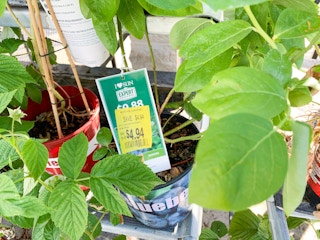 walmart plant clearance c 2021 1623855865 1623855866