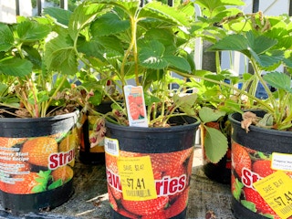 walmart plant clearance d 2021 1623855874 1623855874