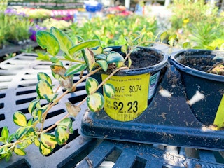 walmart plant clearance g 2021 1623855892 1623855892
