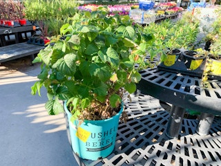 walmart plant clearance h 2021 1623855901 1623855901