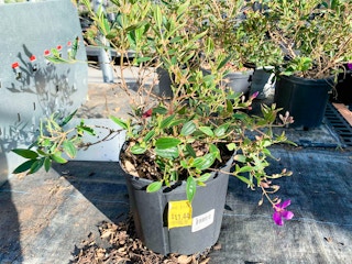 walmart plant clearance i 2021 1623855911 1623855911