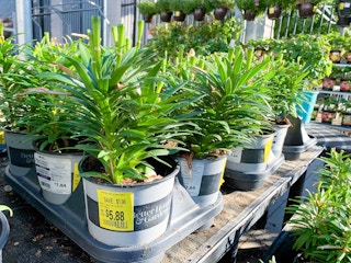 walmart plant clearance j 2021 1623855920 1623855920