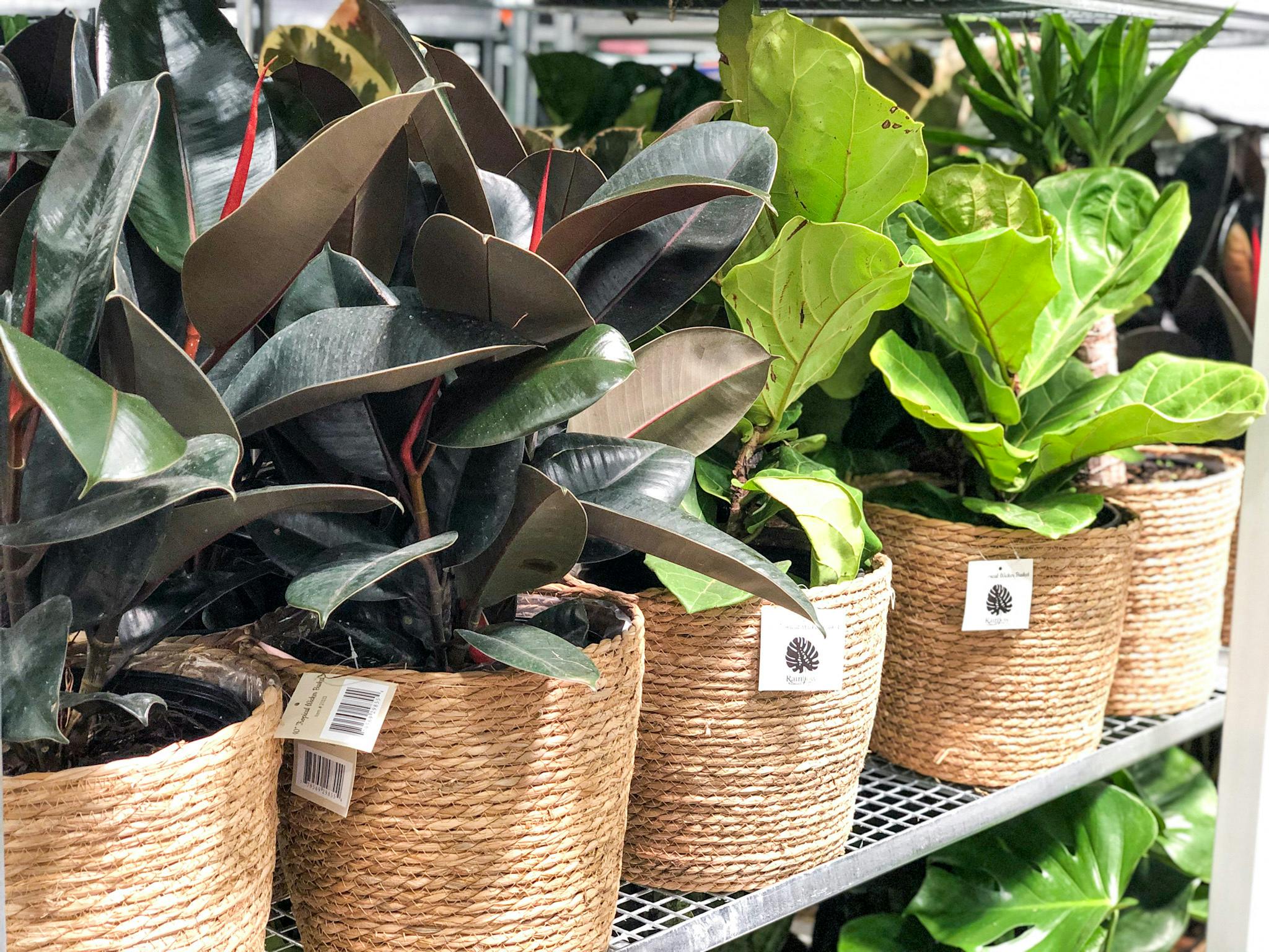 Costco 10" Live Plants in Baskets Just 23.99 (Monstera, Ficus, & More)