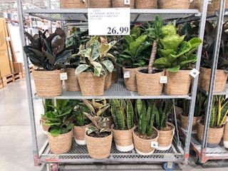 costco tropical plants2 1626385597 1626385597
