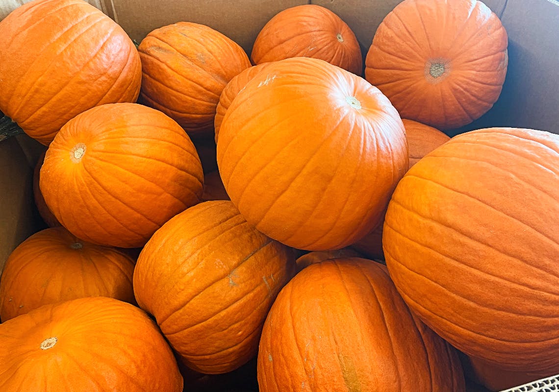 Large Pumpkins, Only 2.49 at Aldi The Krazy Coupon Lady
