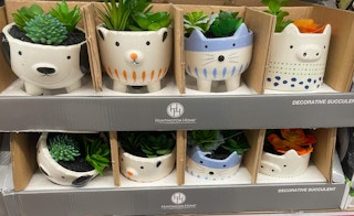 aldi succulents 2021 th 1 1632404710 1632404710