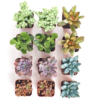 amazon succulents screenshot 1631630204 1631630204