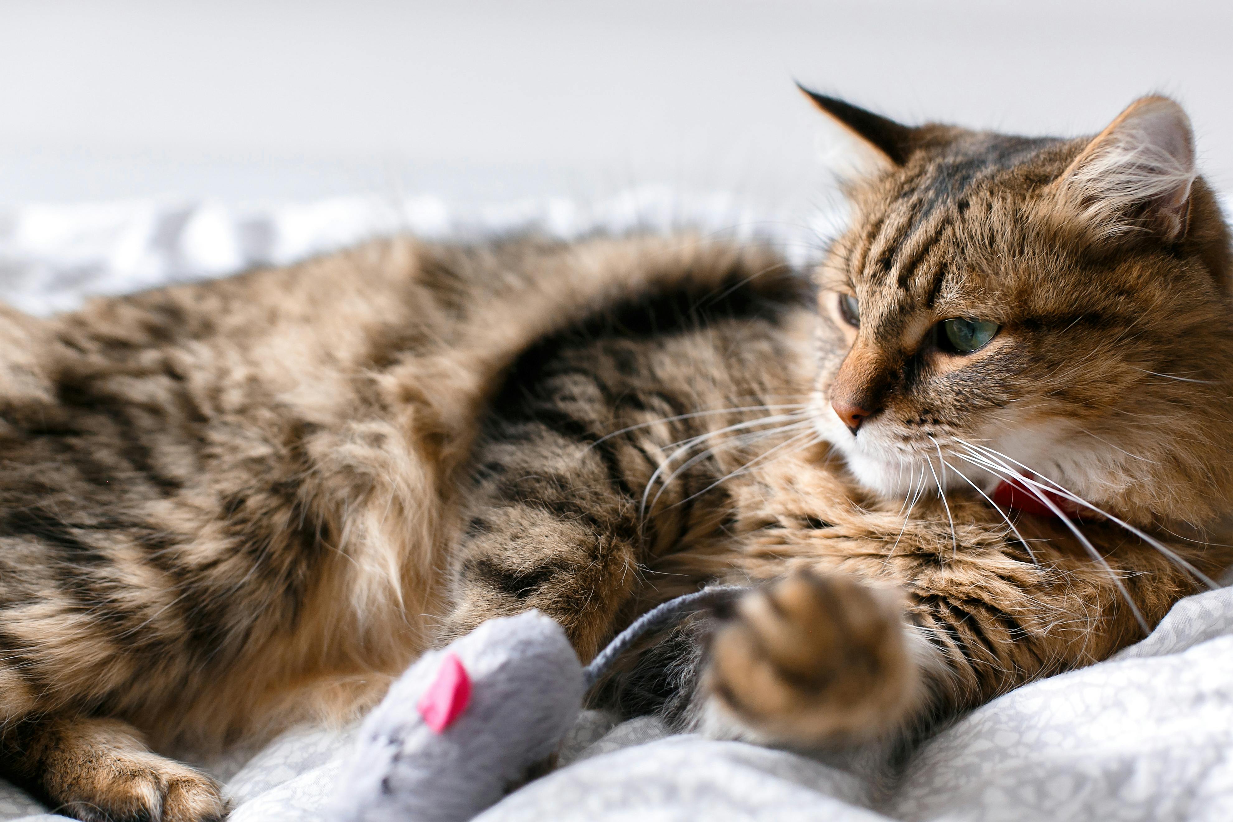cat playing with mouse toy