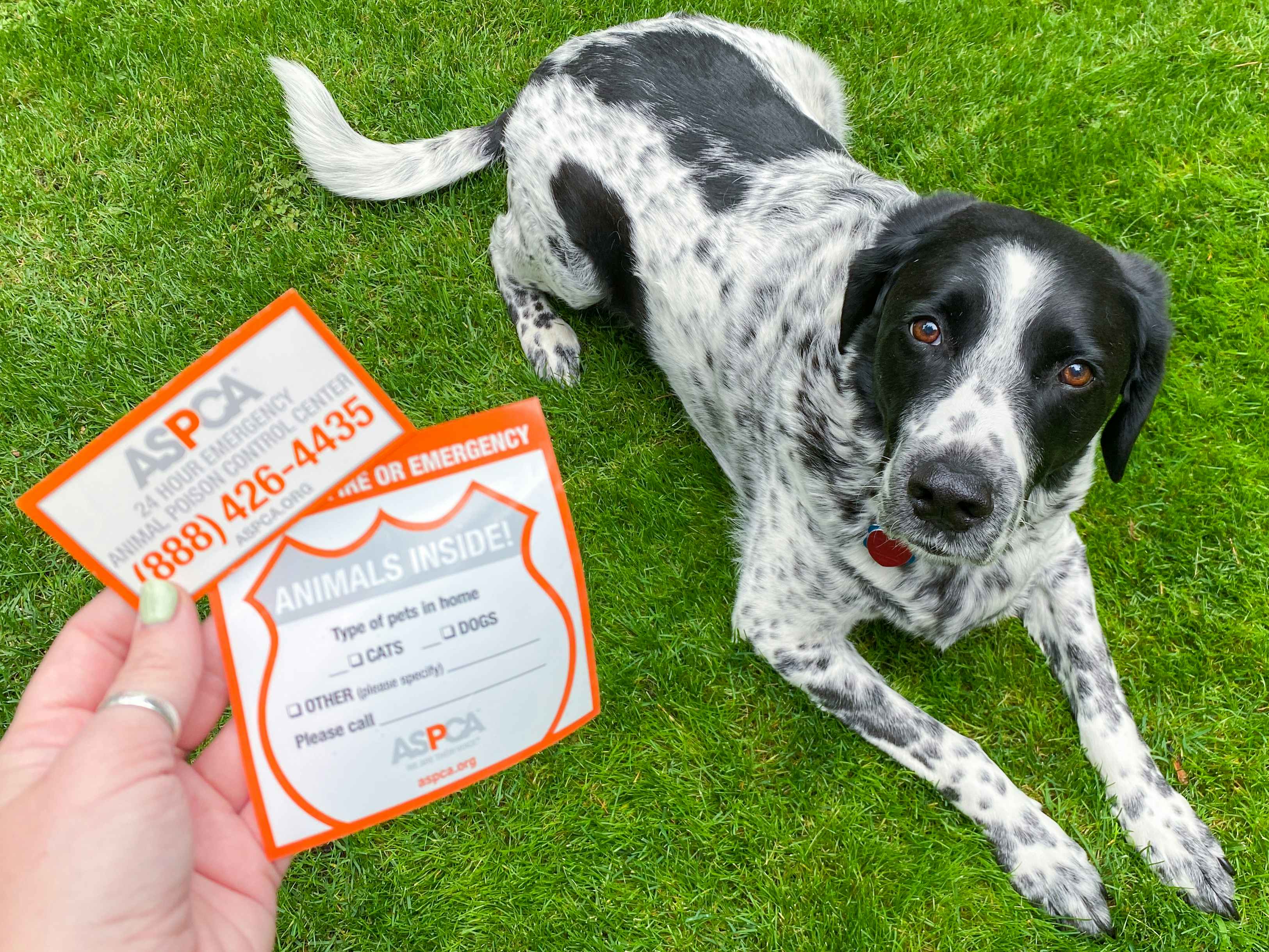 A dog lying on the grass and a person's hand holding an ASPCA magnet and sticker.