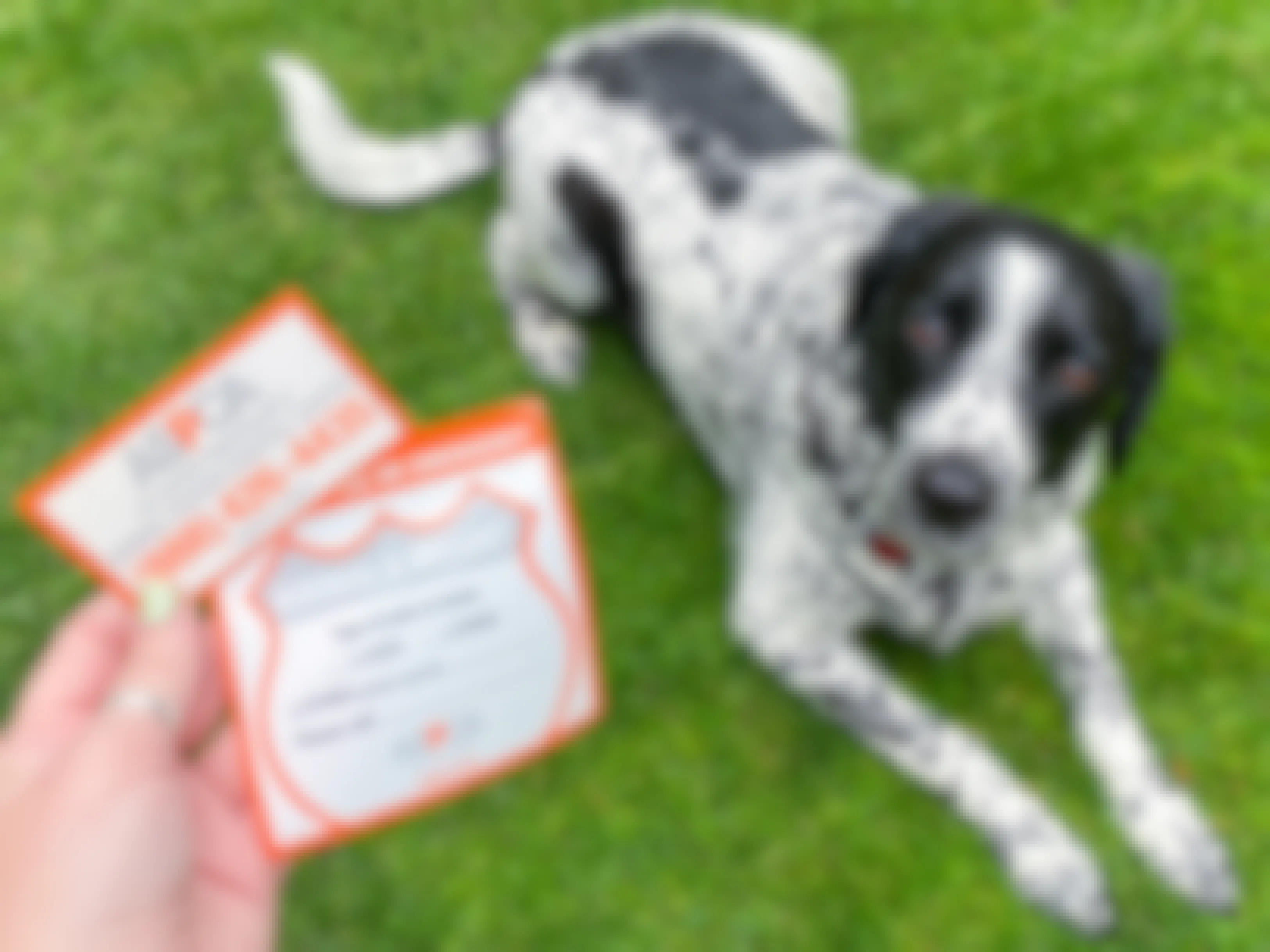 A dog lying on the grass and a person's hand holding an ASPCA magnet and sticker.