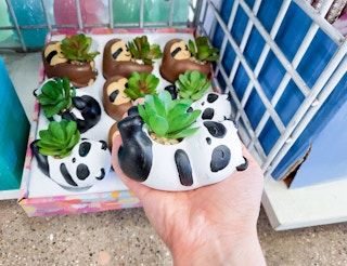 dollar-tree-panda-planter-with-artificial-succulent