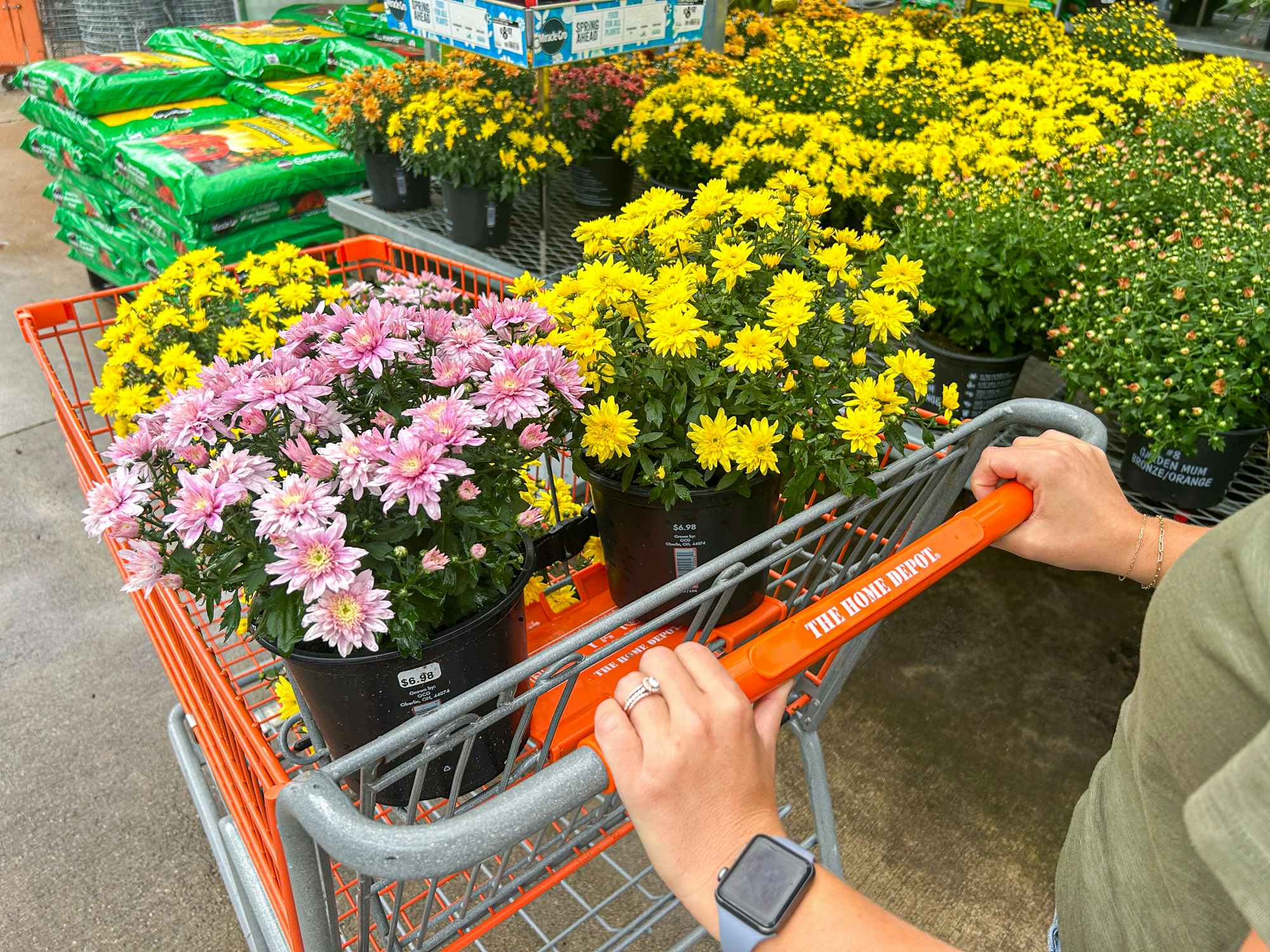 a person pushing a cart full of mums from home depot