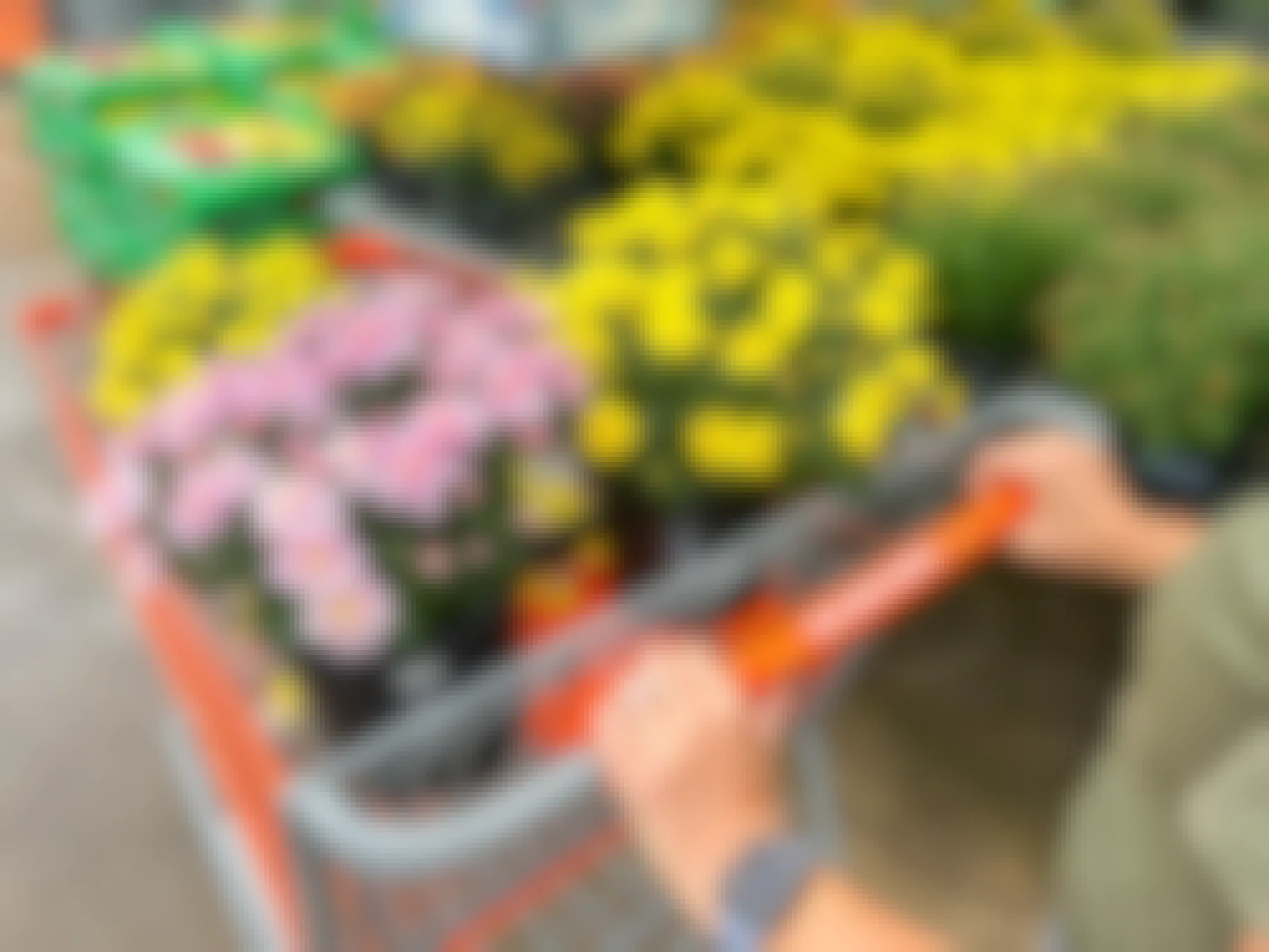 a person pushing a cart full of mums from home depot
