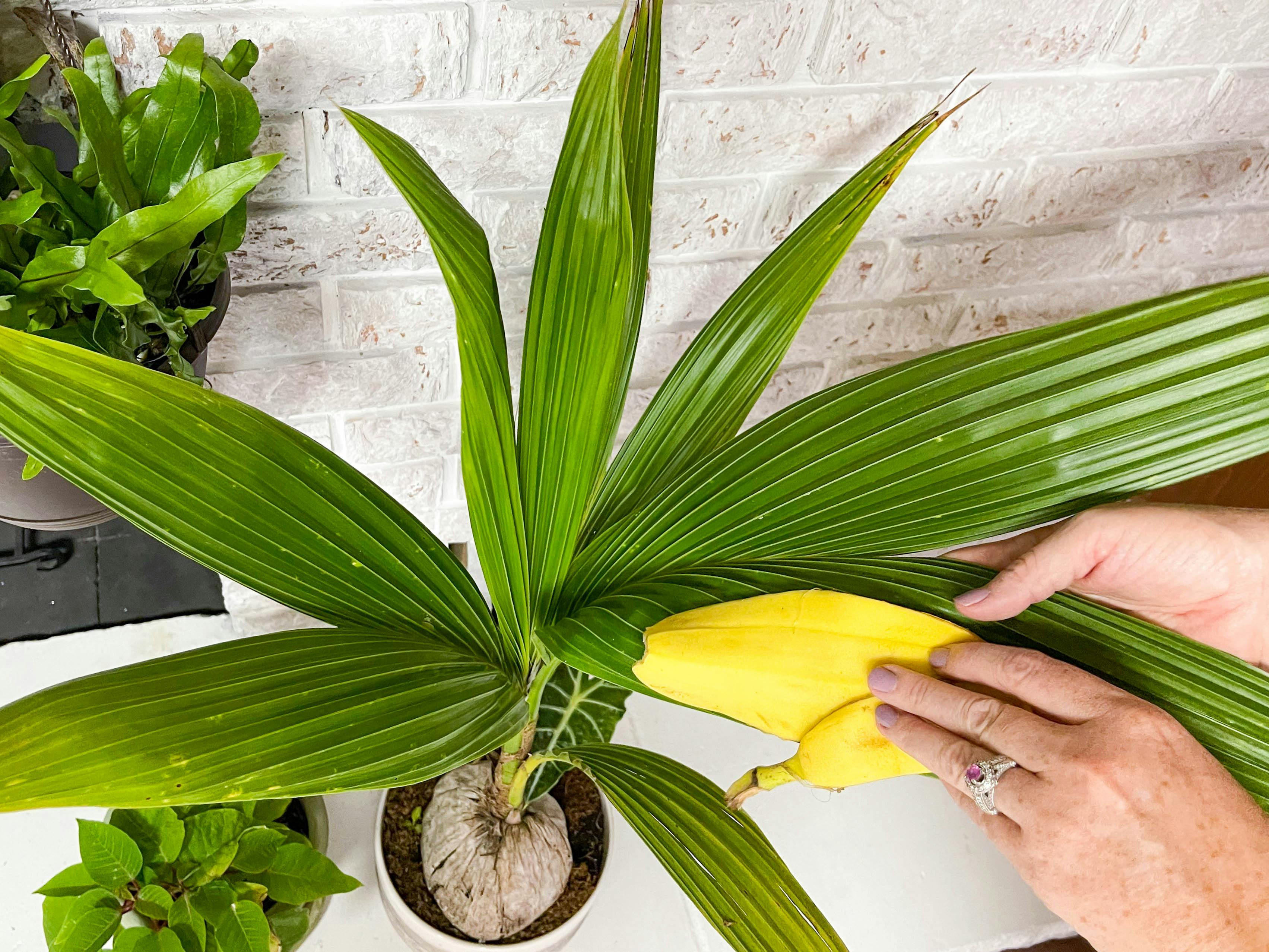 wiping a banana peal on palm plant leaves