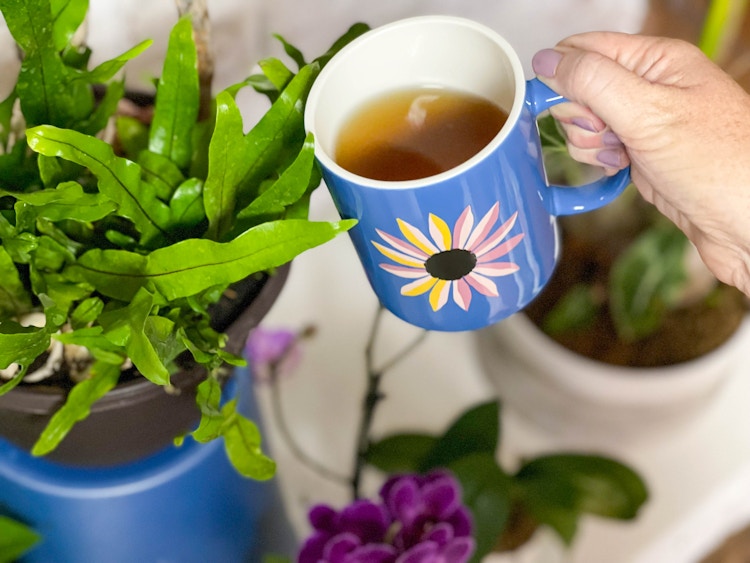 pouring mug of coffee into houseplant soil