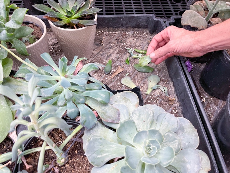 finding fallen succulent leaves in garden center tray