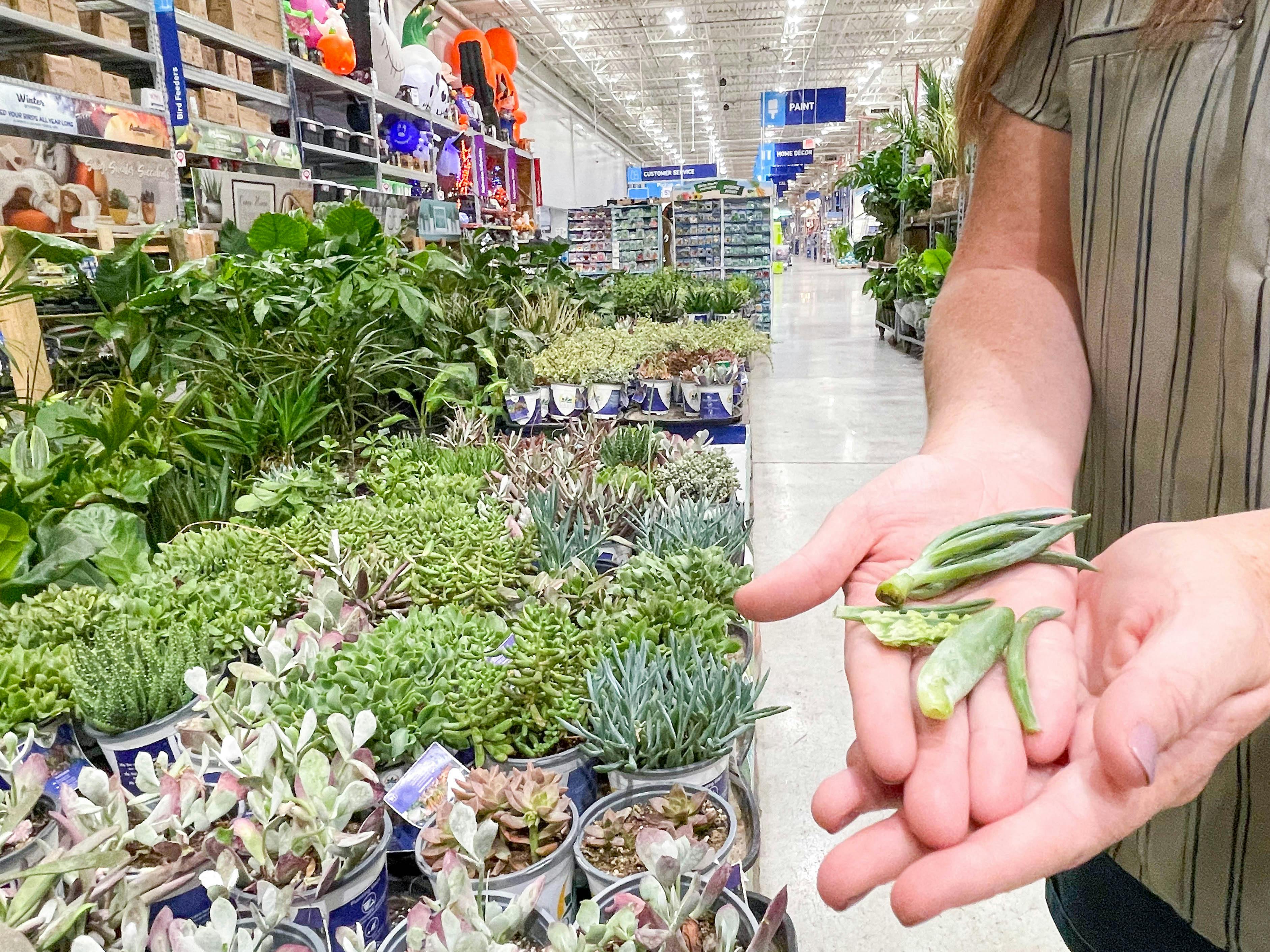 11 Cheap Hacks for Keeping Your Indoor Houseplants Alive The Krazy Coupon Lady
