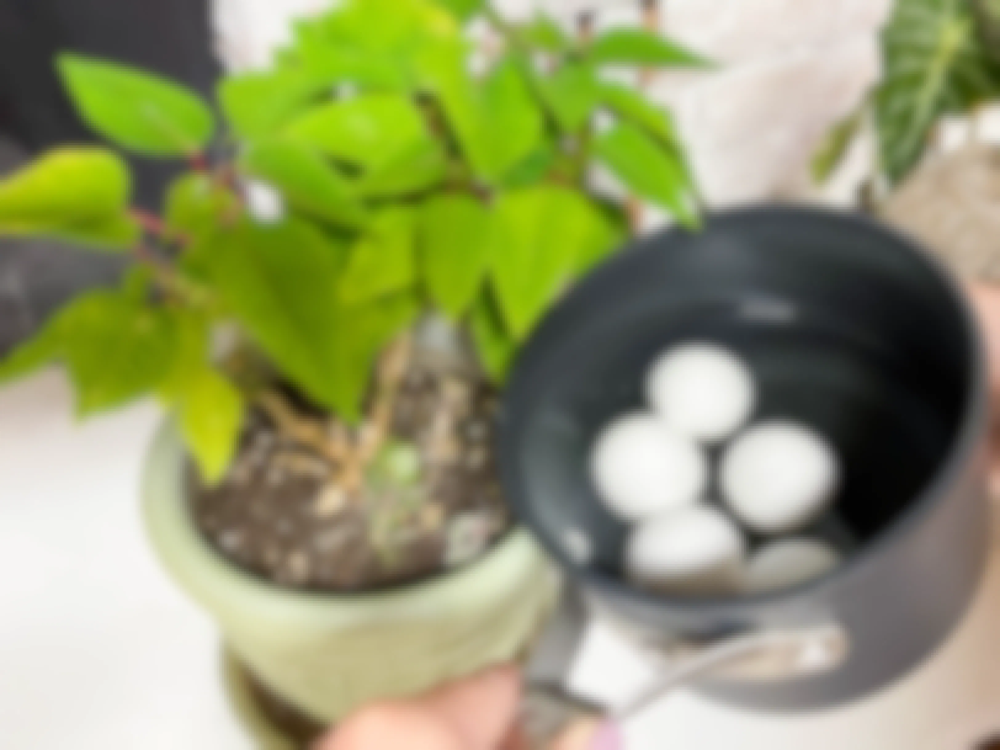 pouring water from a pot of boiled eggs into houseplant soil