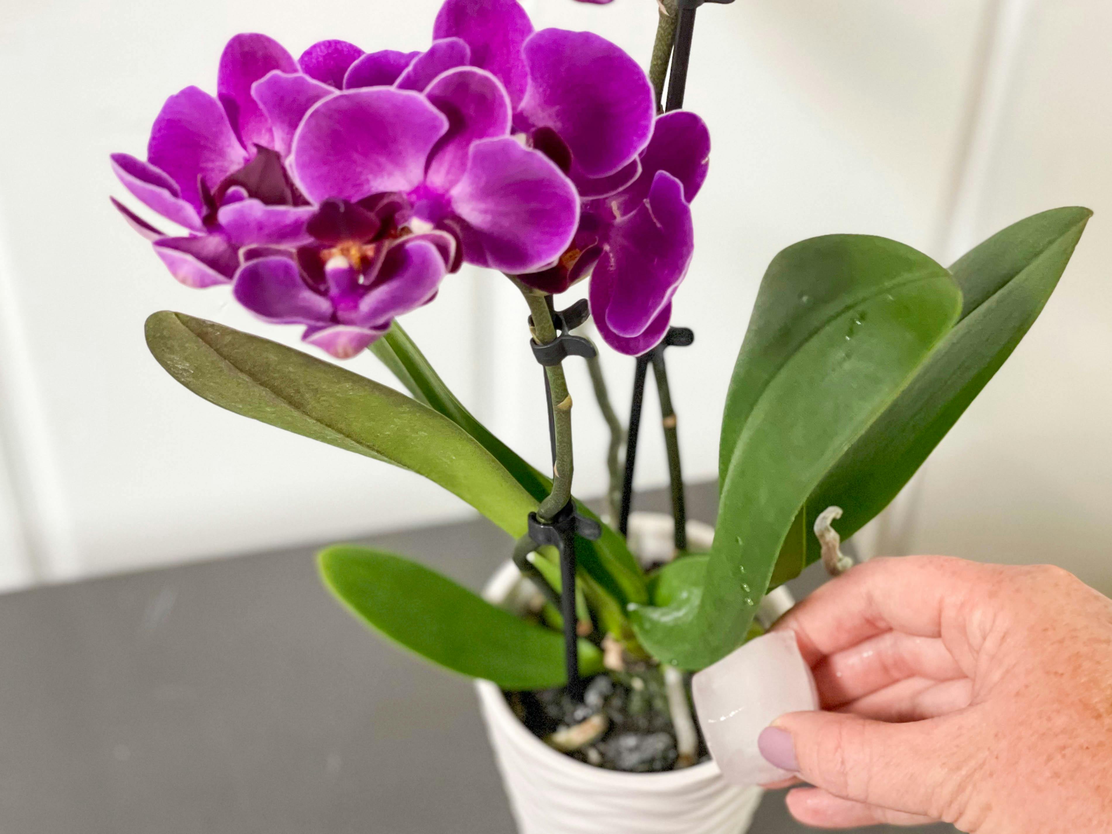 putting an ice cube into the base of an orchid plant