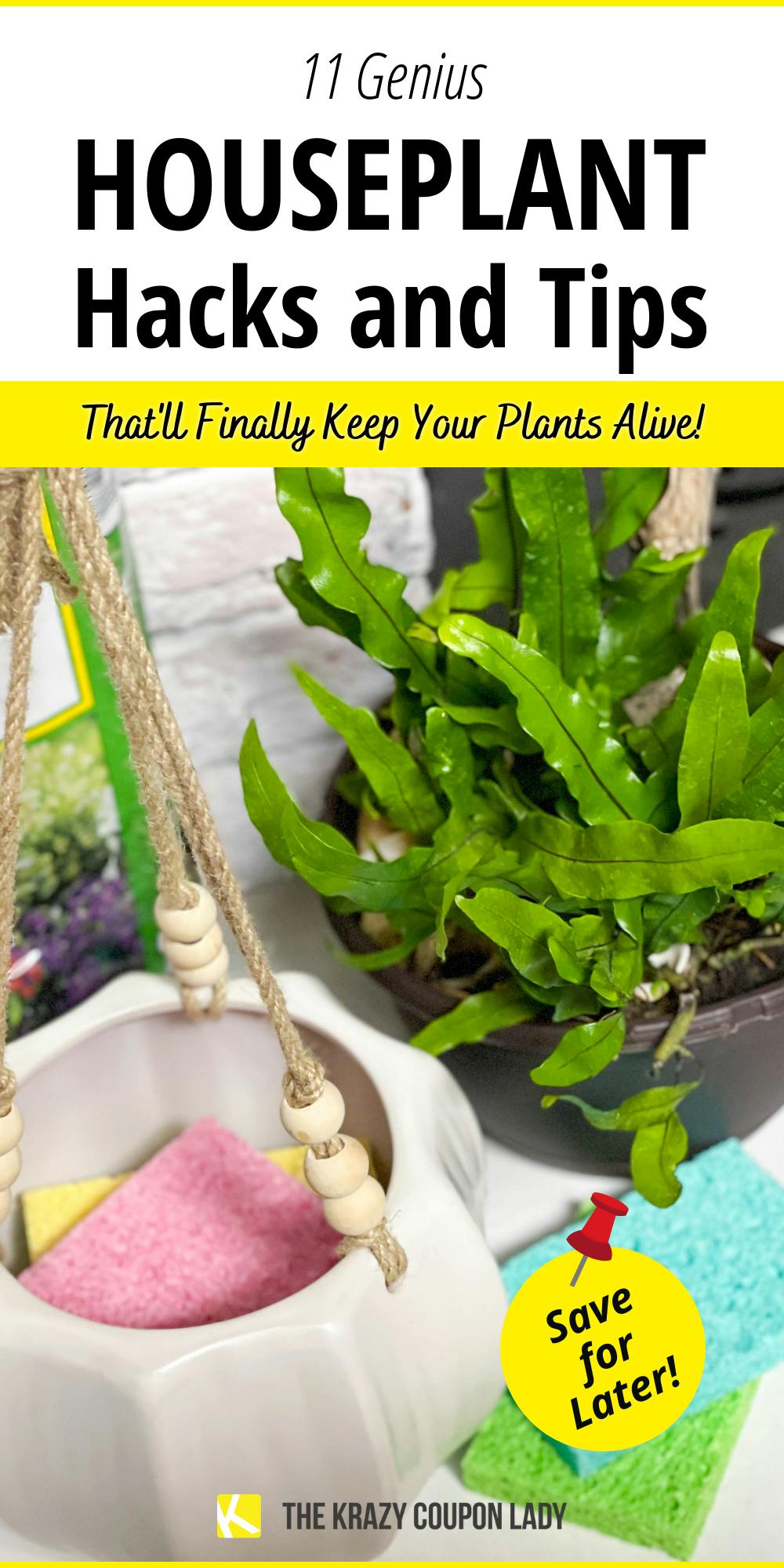 11 Cheap Hacks for Keeping Your Indoor Houseplants Alive