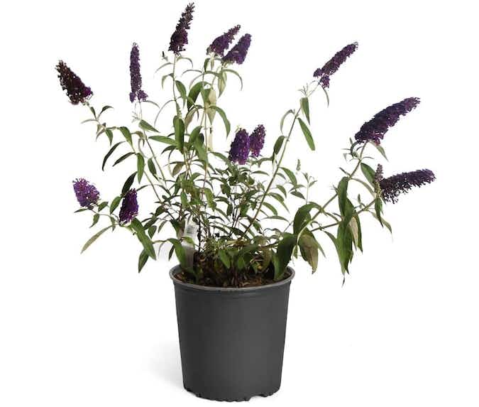 lowes-brighter-blooms-black-knight-butterfly-bush-2021