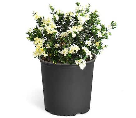 lowes-brighter-blooms-white-radicans-gardenia-2021