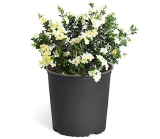 lowes-brighter-blooms-white-radicans-gardenia-2021