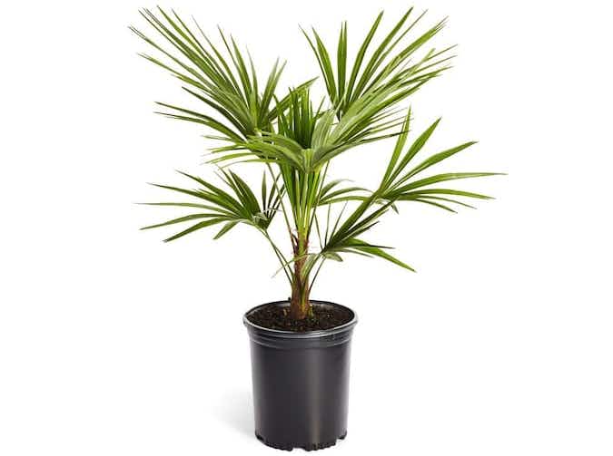 lowes-brighter-blooms-windmill-palm-tree-2021