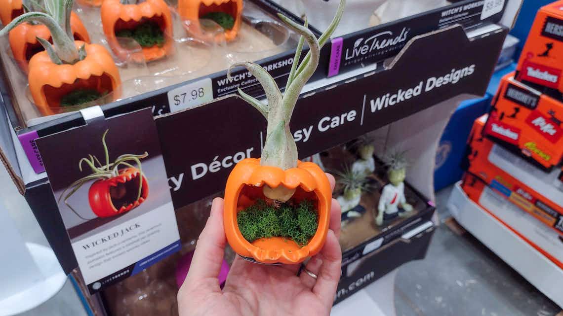pumpkin air plant pot