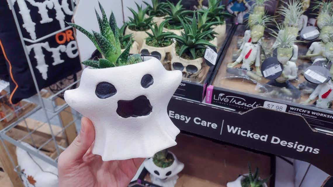 ghost succulent plant pot