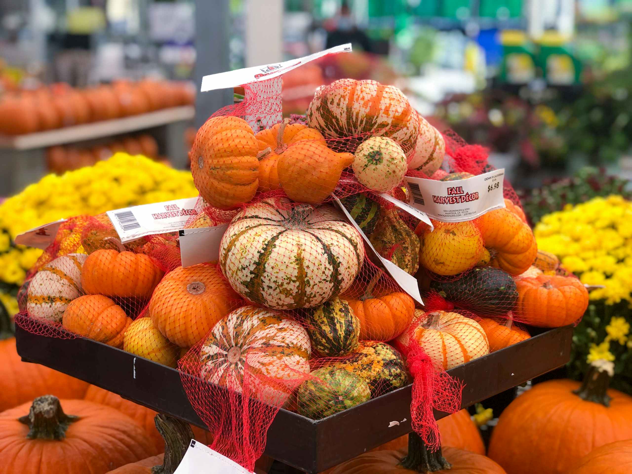 pile of bagged gourds at Lowe's