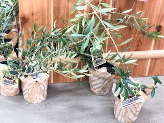 trader joes olive trees 1631121509 1631121509