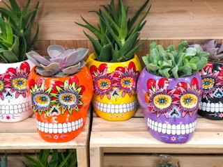 trader joes sugar skull 2021 rs 05 1631633241 1631633241
