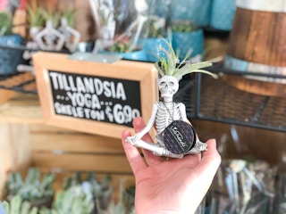 trader joes yoga skeleton air plant 2021 rs 02 1630506697 1630506697