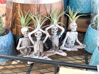 trader joes yoga skeleton air plant 2021 rs 03 1630506678 1630506678