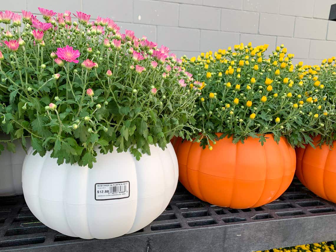 purple and yellow garden mums in plastic pumpkin pots
