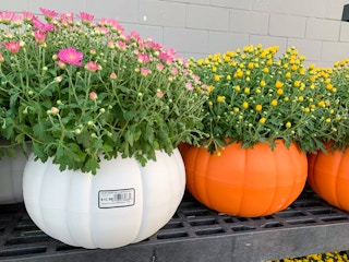 purple and yellow garden mums in plastic pumpkin pots