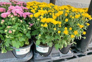 purple and yellow mums in plan holder