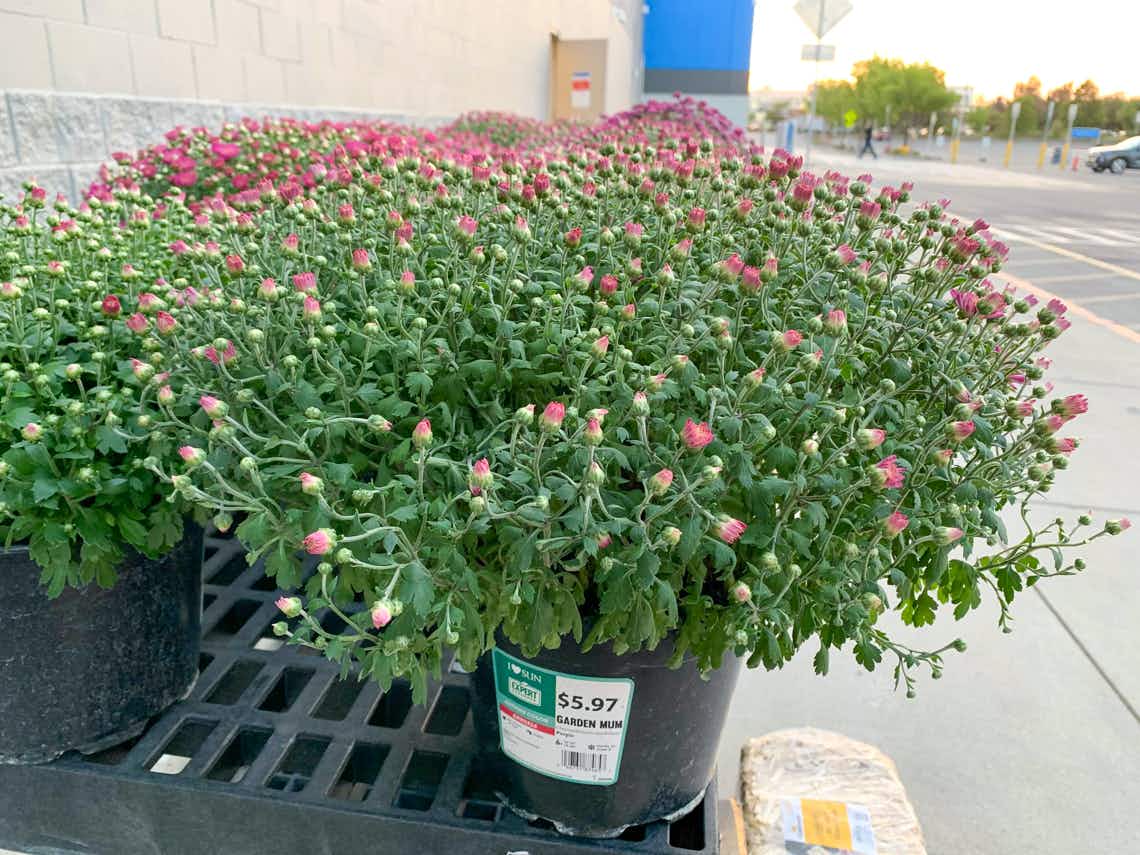 large pot of purple mums on outdoor display