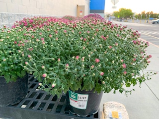 large pot of purple mums on outdoor display