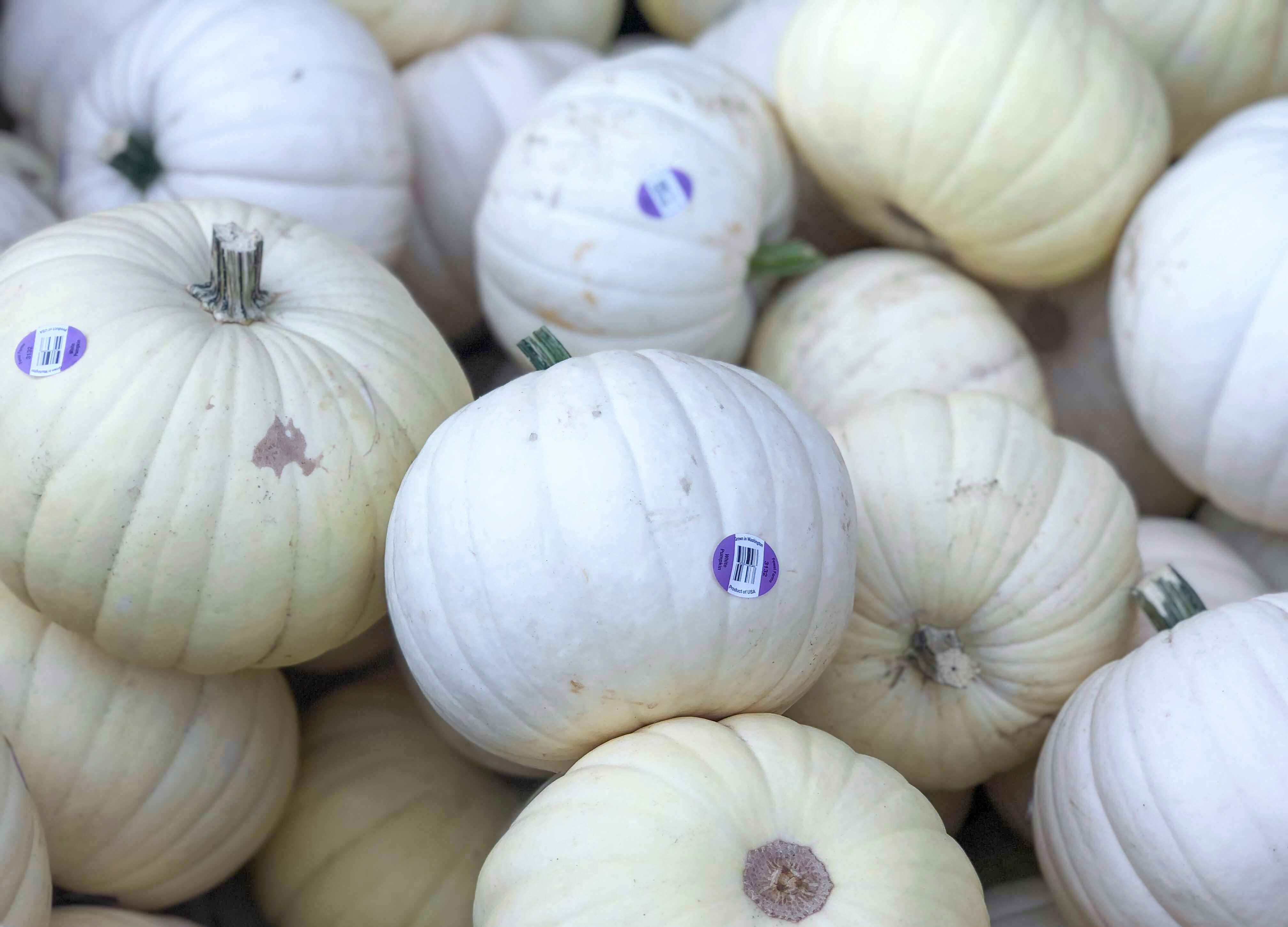 walmart-white-pumpkins-2021