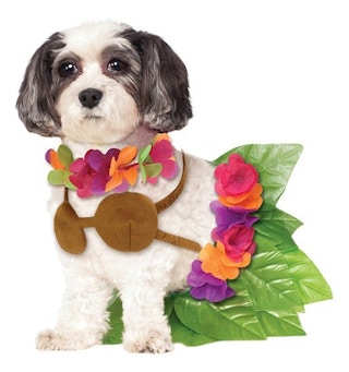 zulily-halloween-costume-pet-2021-2