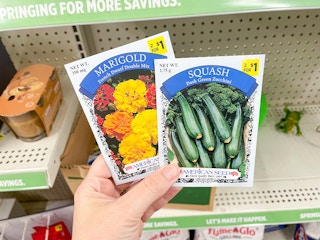 someone holding marigold and squash seeds
