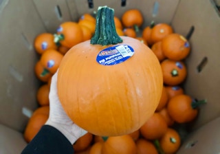 walmart-pumpkins-2021