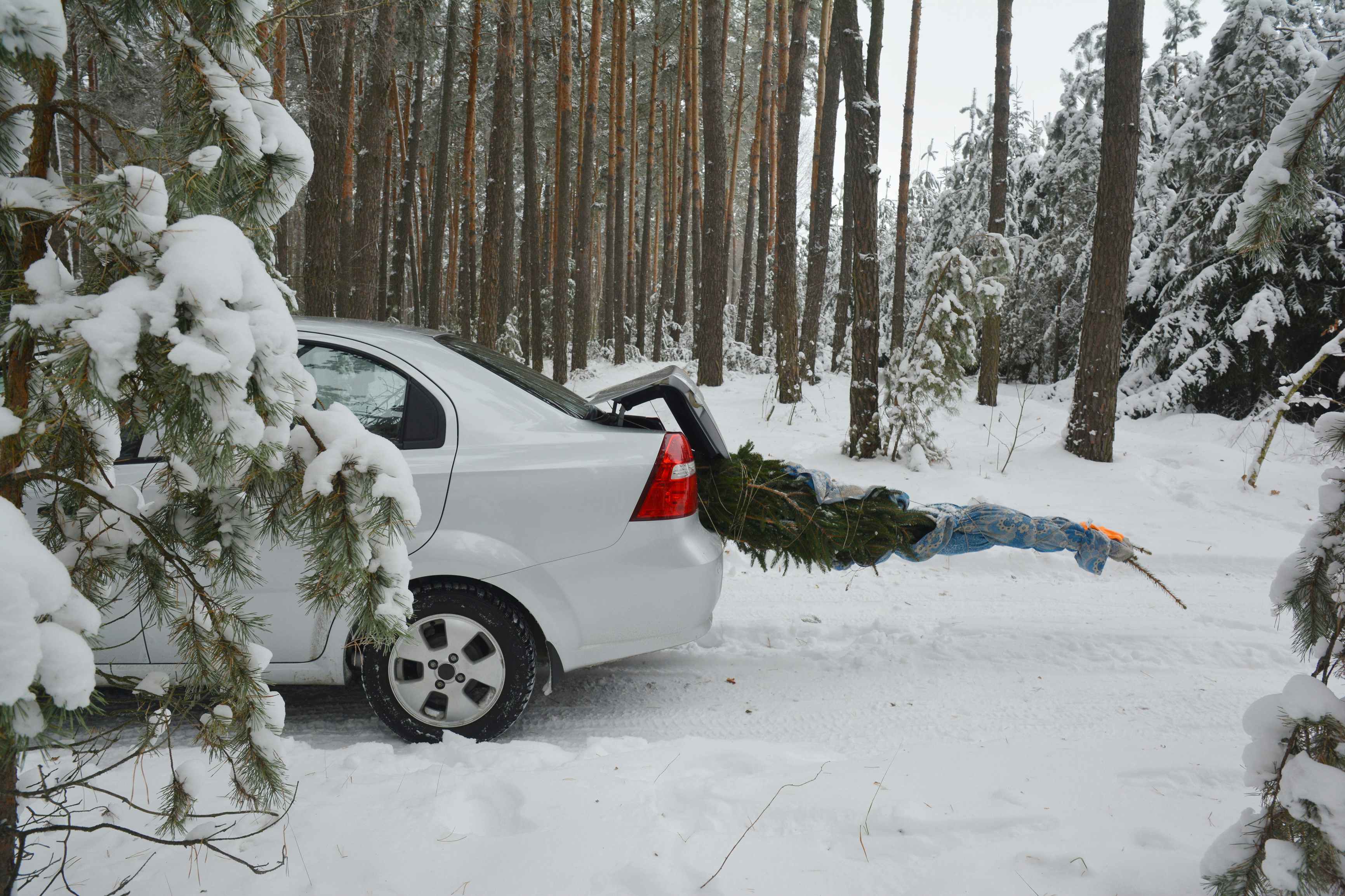 car in forest with a christmas tree in the trunk