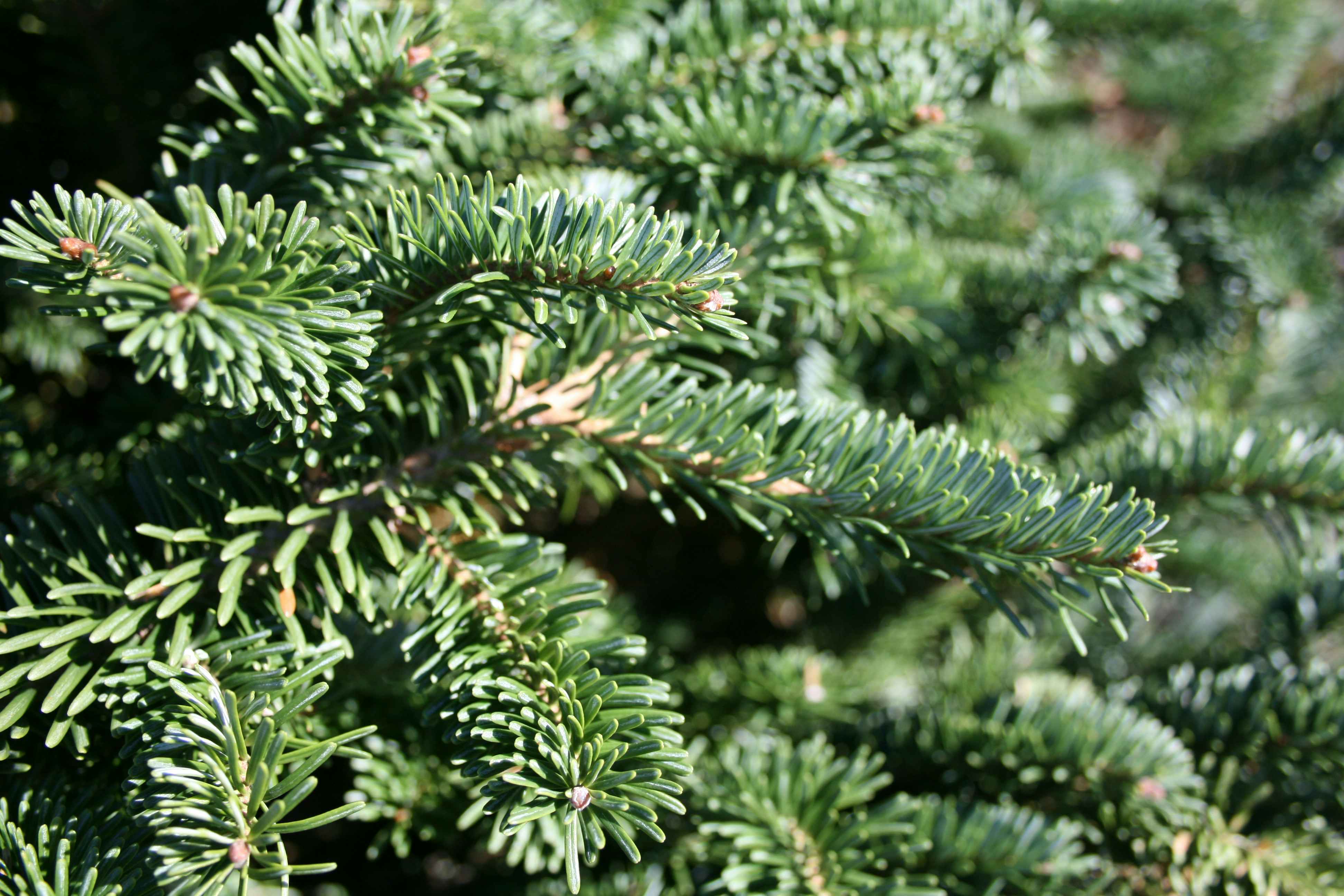 christmas tree branches