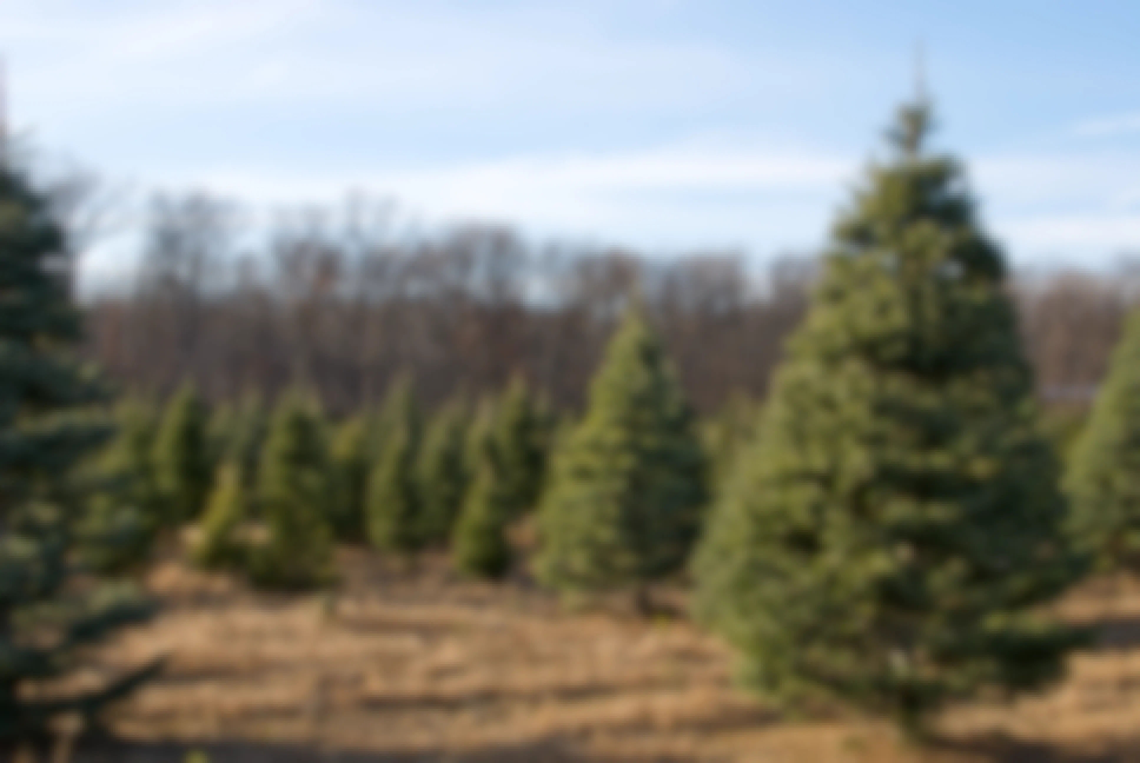 Christmas tree farm