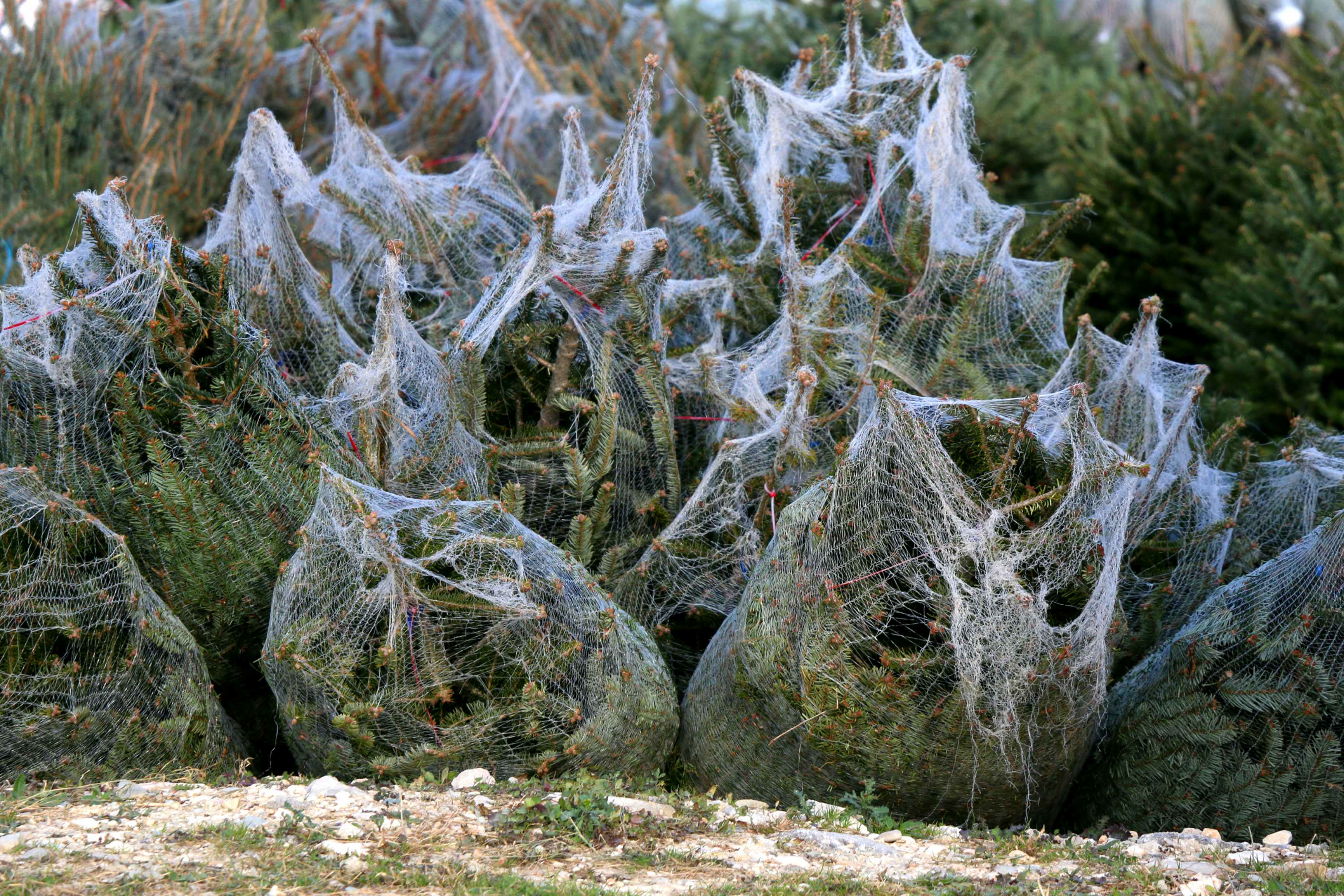 Christmas trees wrapped in netting