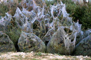 Christmas trees wrapped in netting